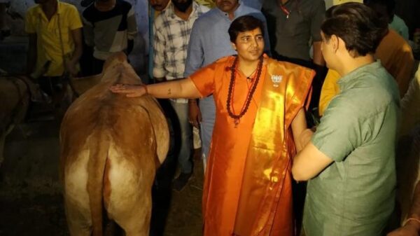BJP Candidate Sadhvi Pragya Thakur To Popularise Cow Urine After Winning The Polls RVCJ Media