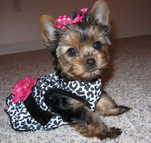 15 Dog Cross-Breeds That Will Make You Go Awwww - RVCJ Media