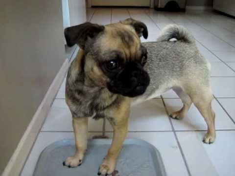 15 Dog Cross-Breeds That Will Make You Go Awwww - RVCJ Media