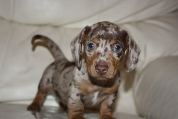 15 Dog Cross-Breeds That Will Make You Go Awwww - RVCJ Media