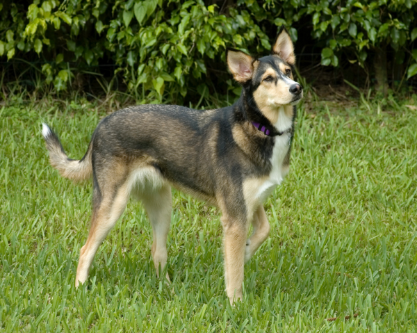 15 Dog Cross-Breeds That Will Make You Go Awwww - RVCJ Media