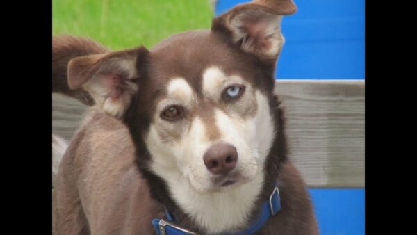 15 Dog Cross-Breeds That Will Make You Go Awwww - RVCJ Media