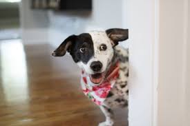 15 Dog Cross-Breeds That Will Make You Go Awwww - RVCJ Media