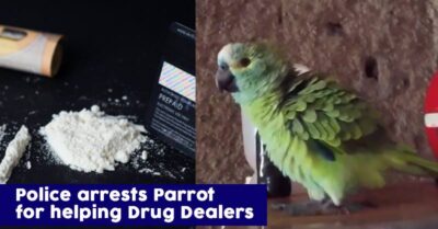 Cops Arrested A Parrot After It Warned Drug Dealers Of The Raid By Yelling ‘Mama, Police’ RVCJ Media