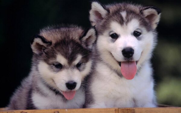 15 Dog Cross-Breeds That Will Make You Go Awwww - RVCJ Media