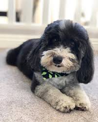 15 Dog Cross-Breeds That Will Make You Go Awwww - RVCJ Media