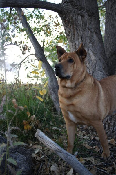 15 Dog Cross-Breeds That Will Make You Go Awwww - RVCJ Media