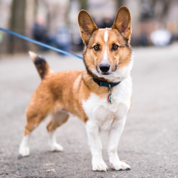 15 Dog Cross-Breeds That Will Make You Go Awwww - RVCJ Media