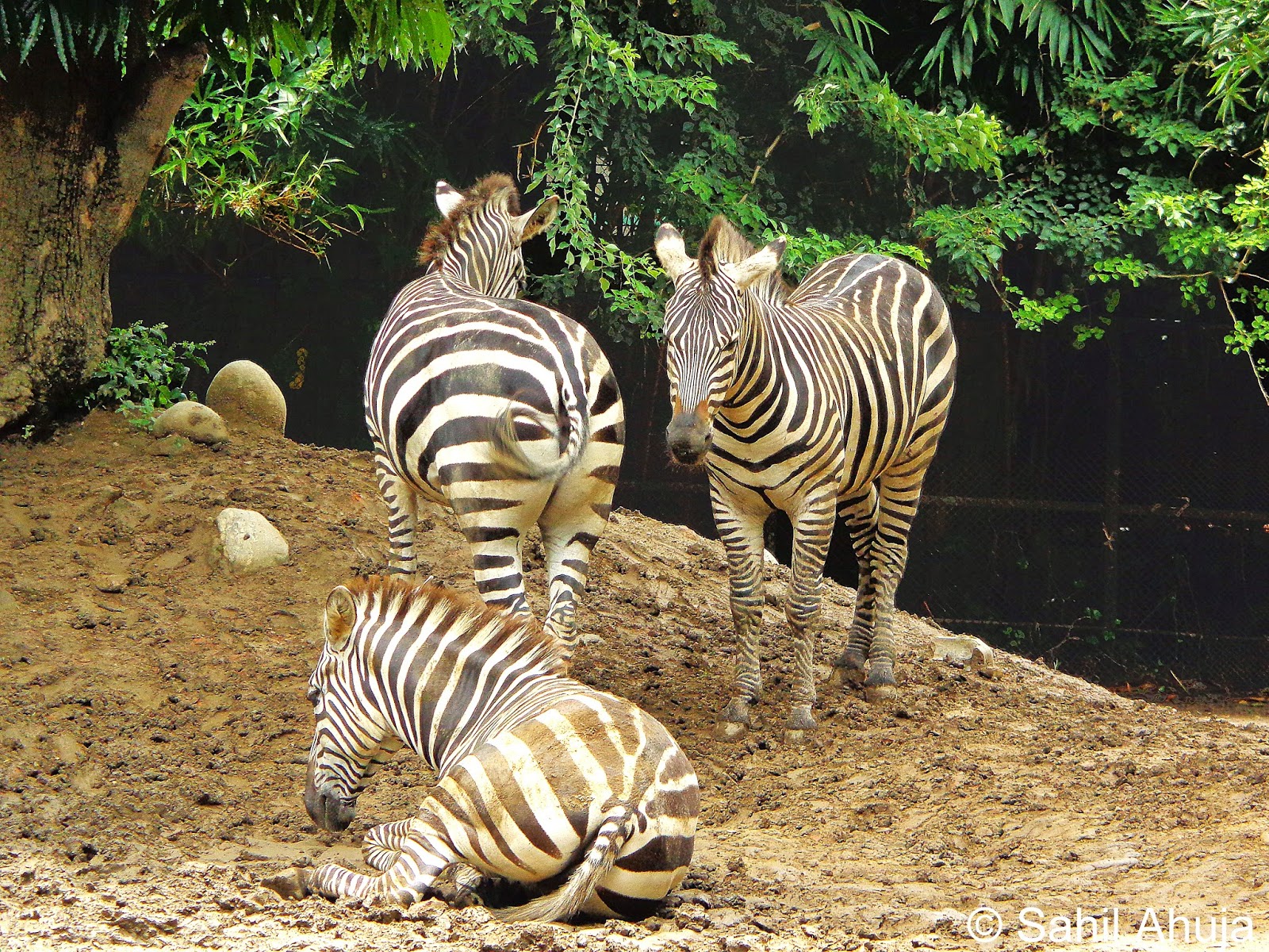 10 Biggest Zoos In India That Will Leave You Flabbergasted - RVCJ Media
