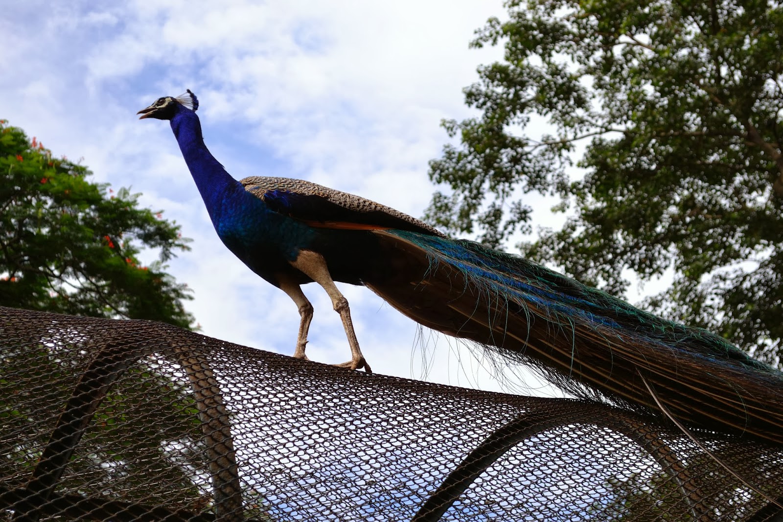 10 Biggest Zoos In India That Will Leave You Flabbergasted - RVCJ Media