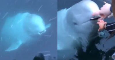 Whale Returns A Woman's Phone After She Accidentally Drops It In The Ocean RVCJ Media