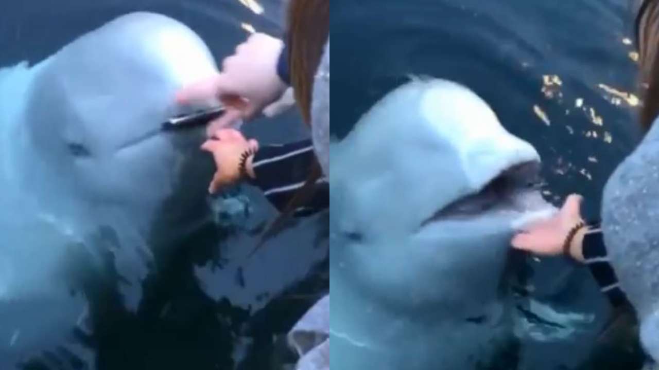 Whale Returns A Woman's Phone After She Accidentally Drops It In The Ocean - RVCJ Media