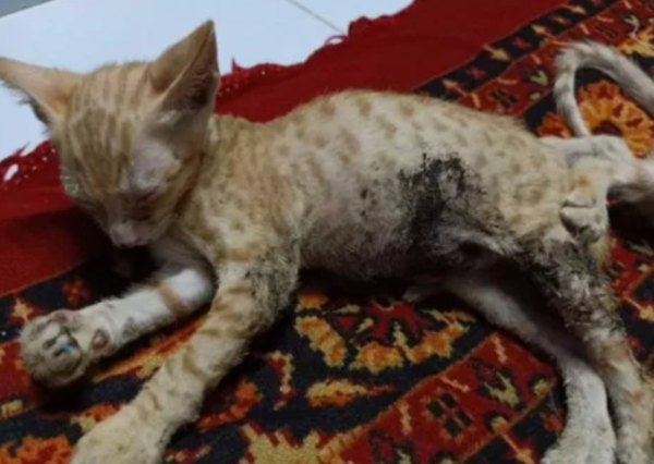 30 Year Old Man In Mumbai Burns Kitten Alive For 'FUN' RVCJ Media