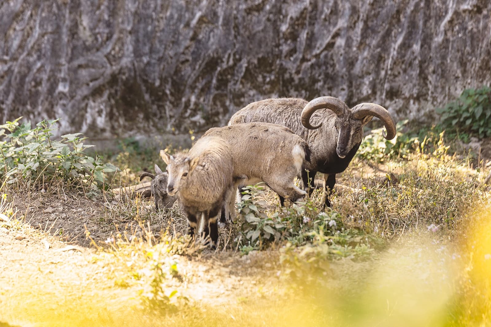 10 Biggest Zoos In India That Will Leave You Flabbergasted - RVCJ Media