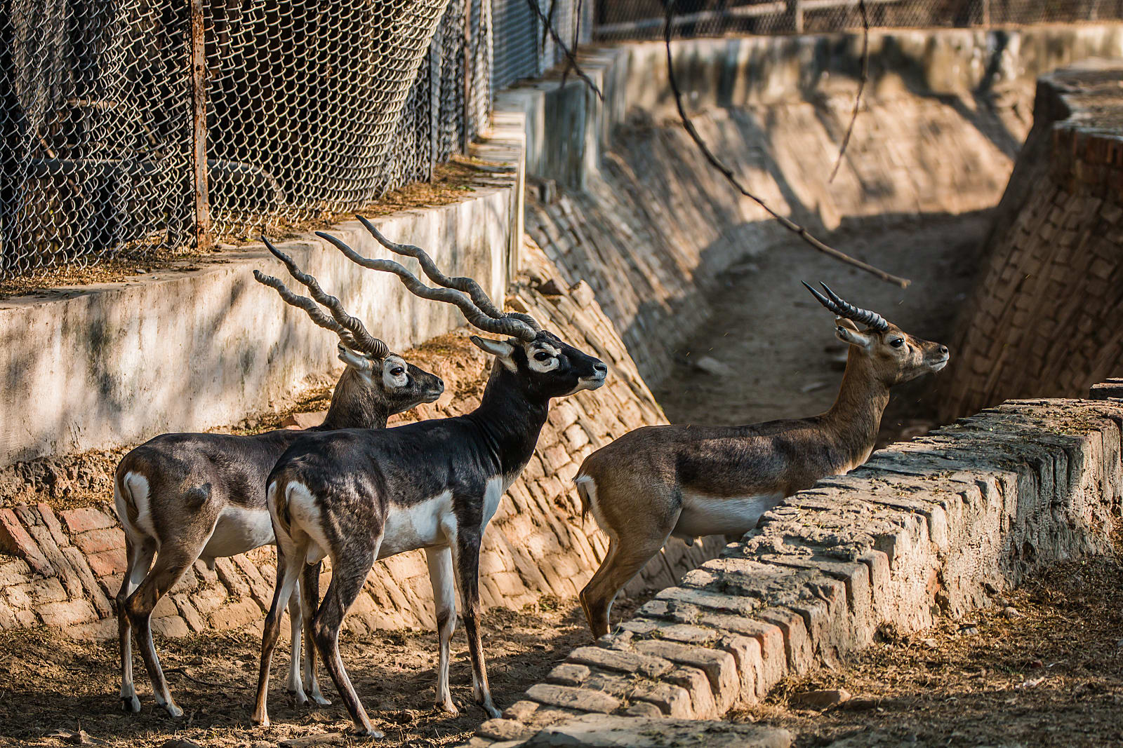 10 Biggest Zoos In India That Will Leave You Flabbergasted - RVCJ Media