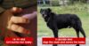 A 3 Legged Dog Saves The Life Of An Infant Who Was Buried To D*e By His 15 Years Old Mother RVCJ Media