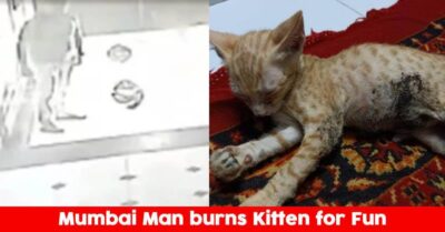 30 Year Old Man In Mumbai Burns Kitten Alive For 'FUN' RVCJ Media