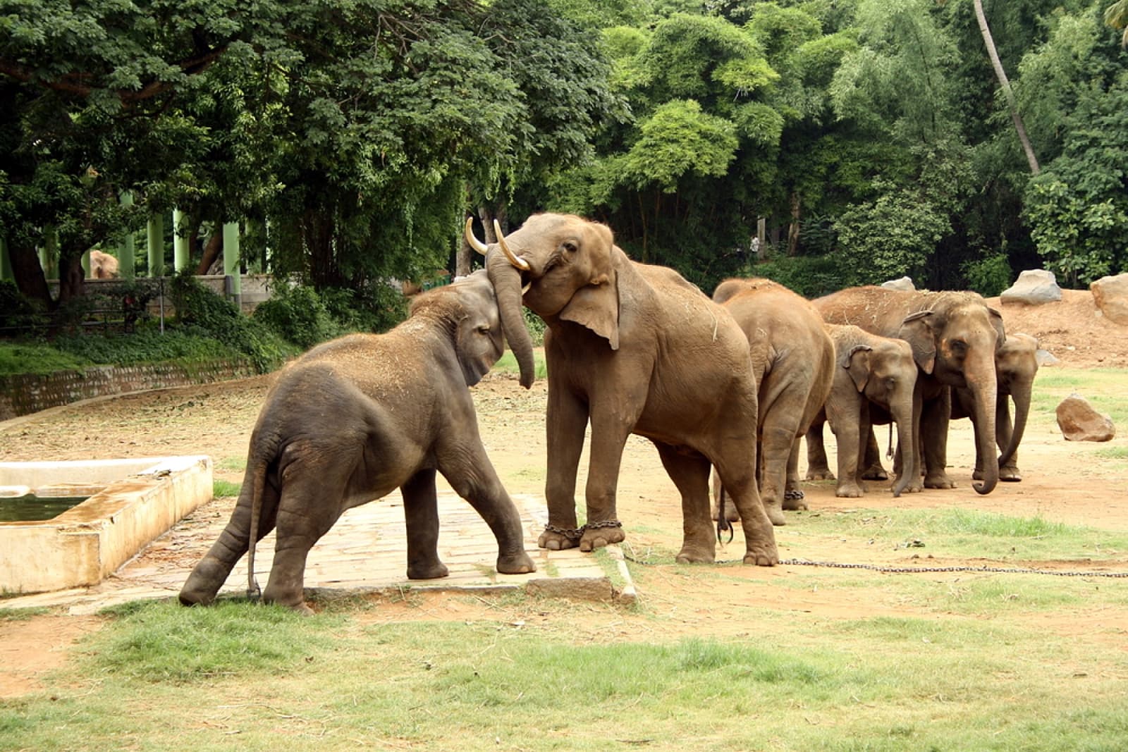 10 Biggest Zoos In India That Will Leave You Flabbergasted - RVCJ Media