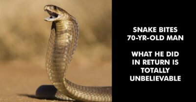 Snake Bit 70-Yr Old Man In Gujarat. You Can’t Imagine What The Angry Man Did To Take Revenge RVCJ Media