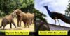 10 Biggest Zoos In India That Will Leave You Flabbergasted RVCJ Media