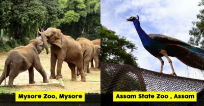 10 Biggest Zoos In India That Will Leave You Flabbergasted RVCJ Media