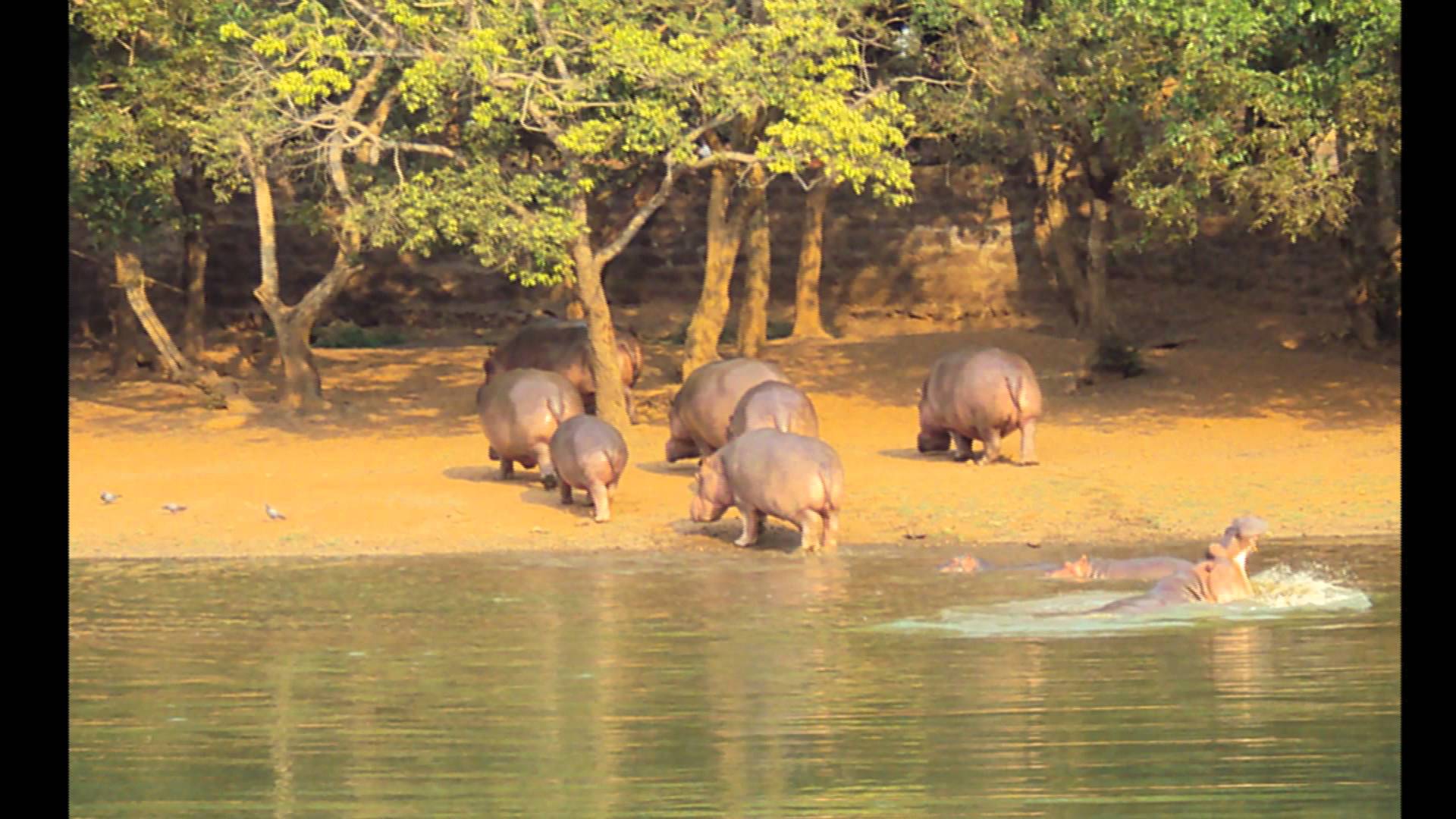 10 Biggest Zoos In India That Will Leave You Flabbergasted - RVCJ Media
