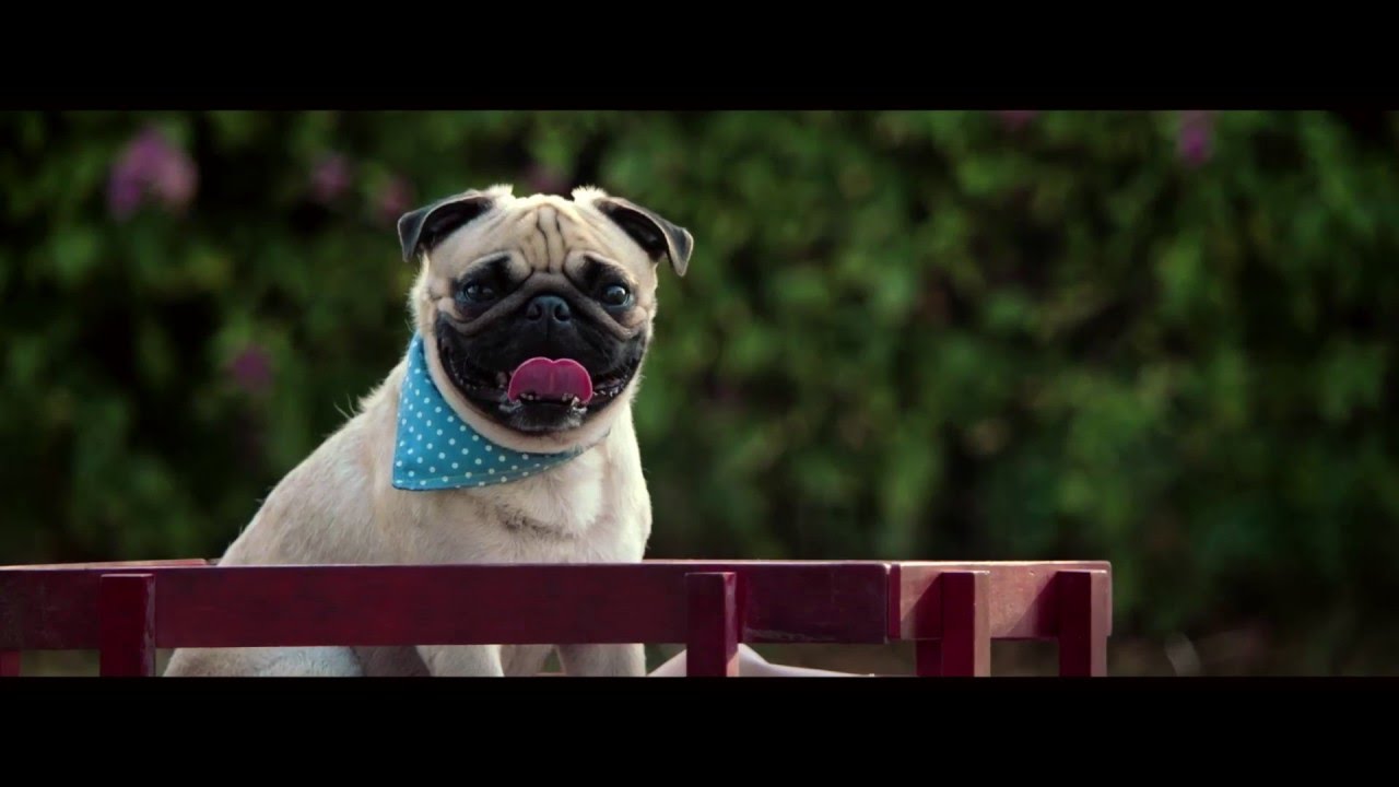 vodafone dog RVCJ Media