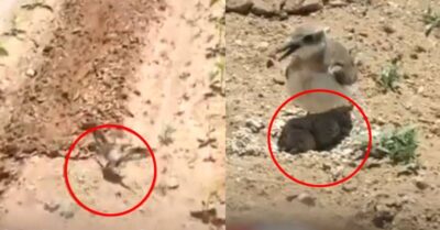 Viral Video Shows Mother Bird Stopping A Moving Tractor To Protect Her Eggs. Twitter Gets Emotional RVCJ Media