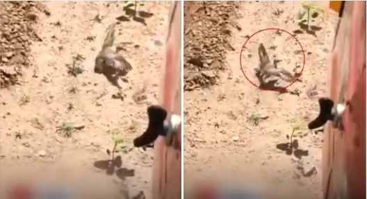 Viral Video Shows Mother Bird Stopping A Moving Tractor To Protect Her Eggs. Twitter Gets Emotional - RVCJ Media