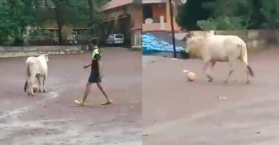 THIS Video Of A Goan Cow Playing Football Is Going Viral On The Internet RVCJ Media