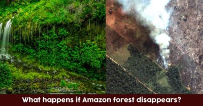 Can We Survive If The Amazon Rainforest Disappeared? RVCJ Media