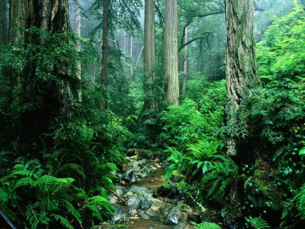 Can We Survive If The Amazon Rainforest Disappeared? RVCJ Media