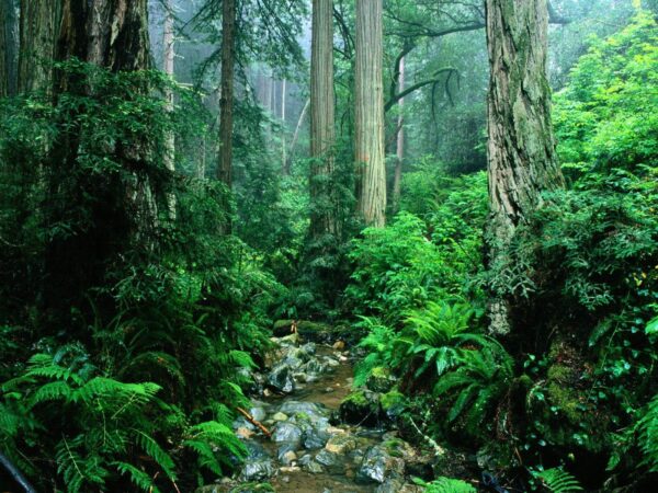 Can We Survive If The Amazon Rainforest Disappeared? - RVCJ Media