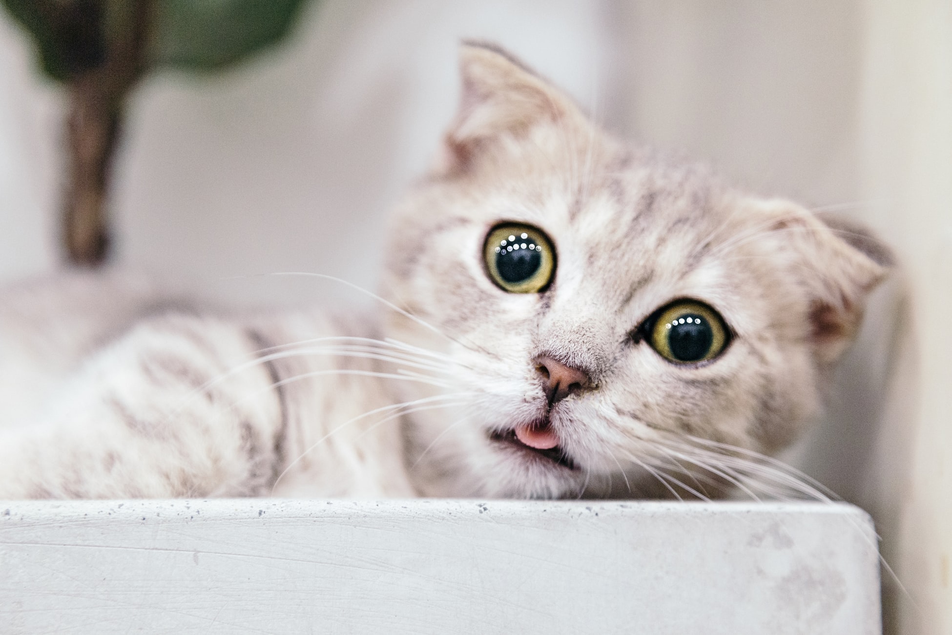 11 Psychological Facts About Cats Which You Should Definitely Know ...