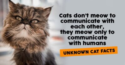 11 Psychological Facts About Cats Which You Should Definitely Know RVCJ Media