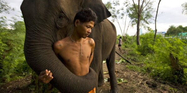 10 Similarities Between Humans And Animals - RVCJ Media