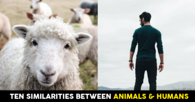 10 Similarities Between Humans And Animals RVCJ Media