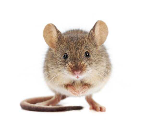 10 Similarities Between Humans And Animals - RVCJ Media