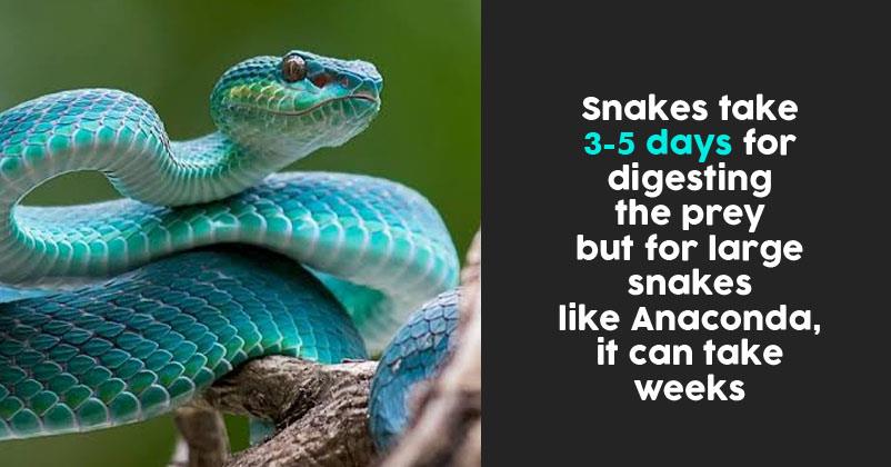 10 Interesting Snake Facts That Are Hard To Guess RVCJ Media