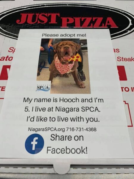 This Outlet Is Putting Photos Of Homeless Dogs On Pizza Boxes So That They Get New Homes - RVCJ Media
