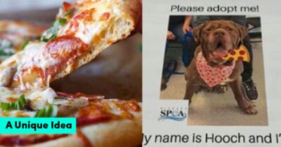 This Outlet Is Putting Photos Of Homeless Dogs On Pizza Boxes So That They Get New Homes RVCJ Media