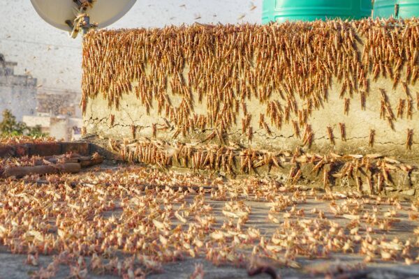 Farmer Uses DJ & Loud Music To Keep Locusts Away From Field, Twitter Reacts Over Desi Jugaad - RVCJ Media