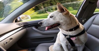 Travelling With A Dog In A Post COVID-19 World RVCJ Media