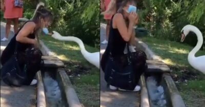 Swan Forces Woman To Wear Her Mask Properly. Twitter Says Even Swan Knows About Pandemic RVCJ Media