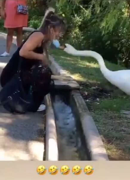 Swan Forces Woman To Wear Her Mask Properly. Twitter Says Even Swan Knows About Pandemic - RVCJ Media