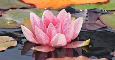 Small Space For A Garden? A Tiny Pond Will Do A Job! RVCJ Media