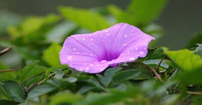 Going Petal Crazy? The Best Flowering Plants You Can Add To Your Collection RVCJ Media