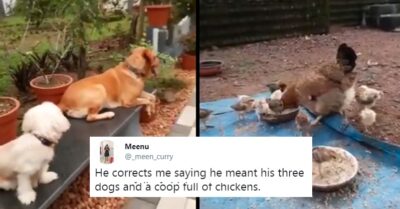Girl Tweets How Her Father Worries About His Pets & Not His Kids During COVID, Twitter Reacts RVCJ Media