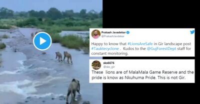 Gujarat Officials Post Clip Of South Africa Lions & Say It’s From Gir, Twitter Made Them Apologise RVCJ Media