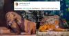 Anand Mahindra Shares Video Of Women Taking Shape Of Animals & It’s A Visual Treat RVCJ Media